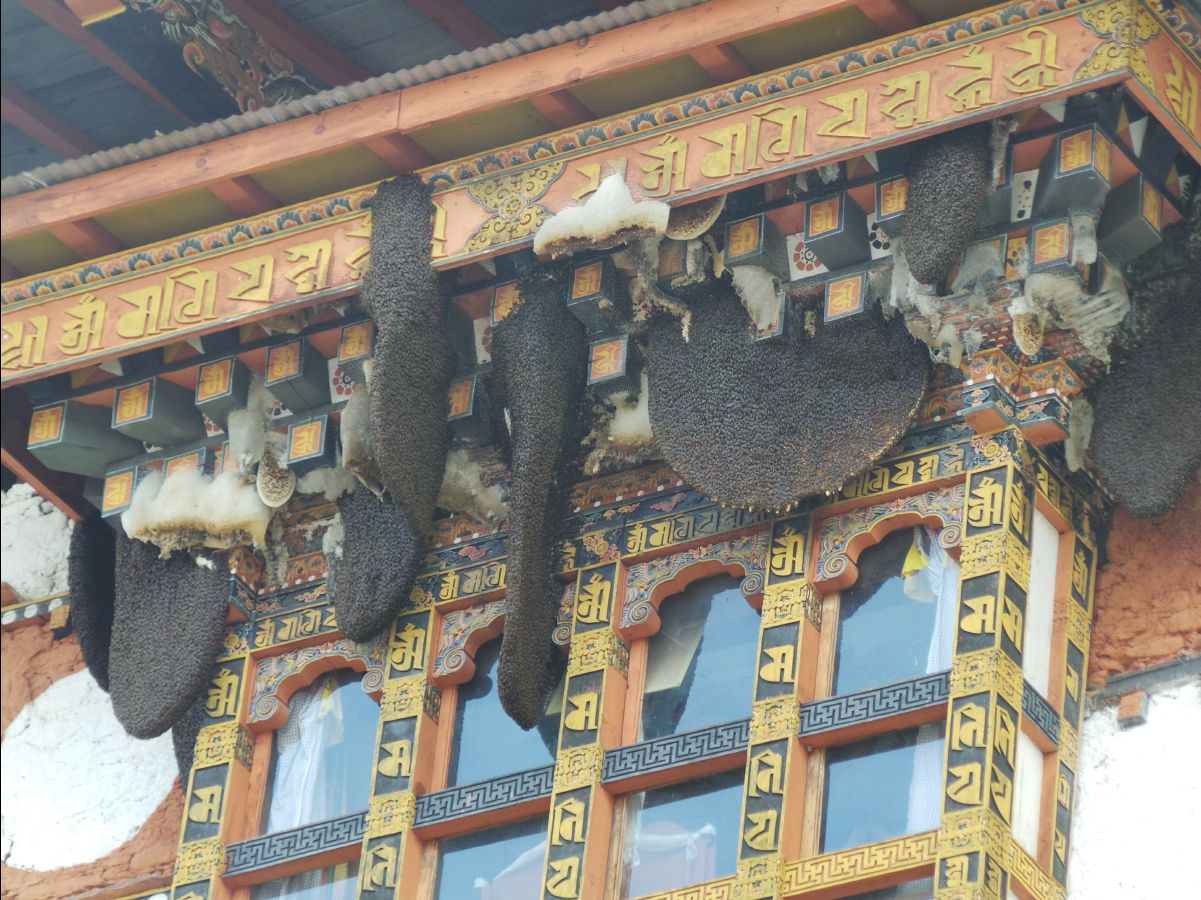 Punakha Dzong44